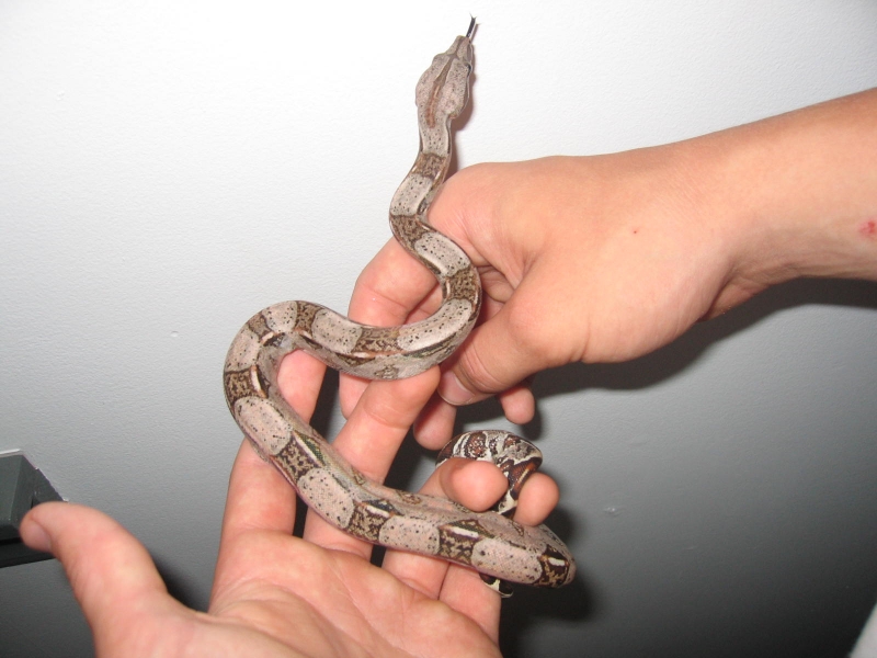 male het albino