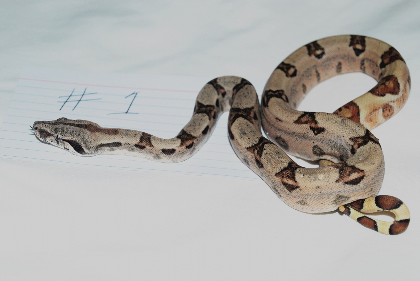Male Hypo $150