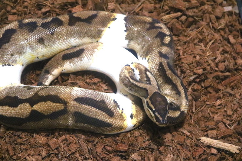 male pied ball python cbb CB 9/2012