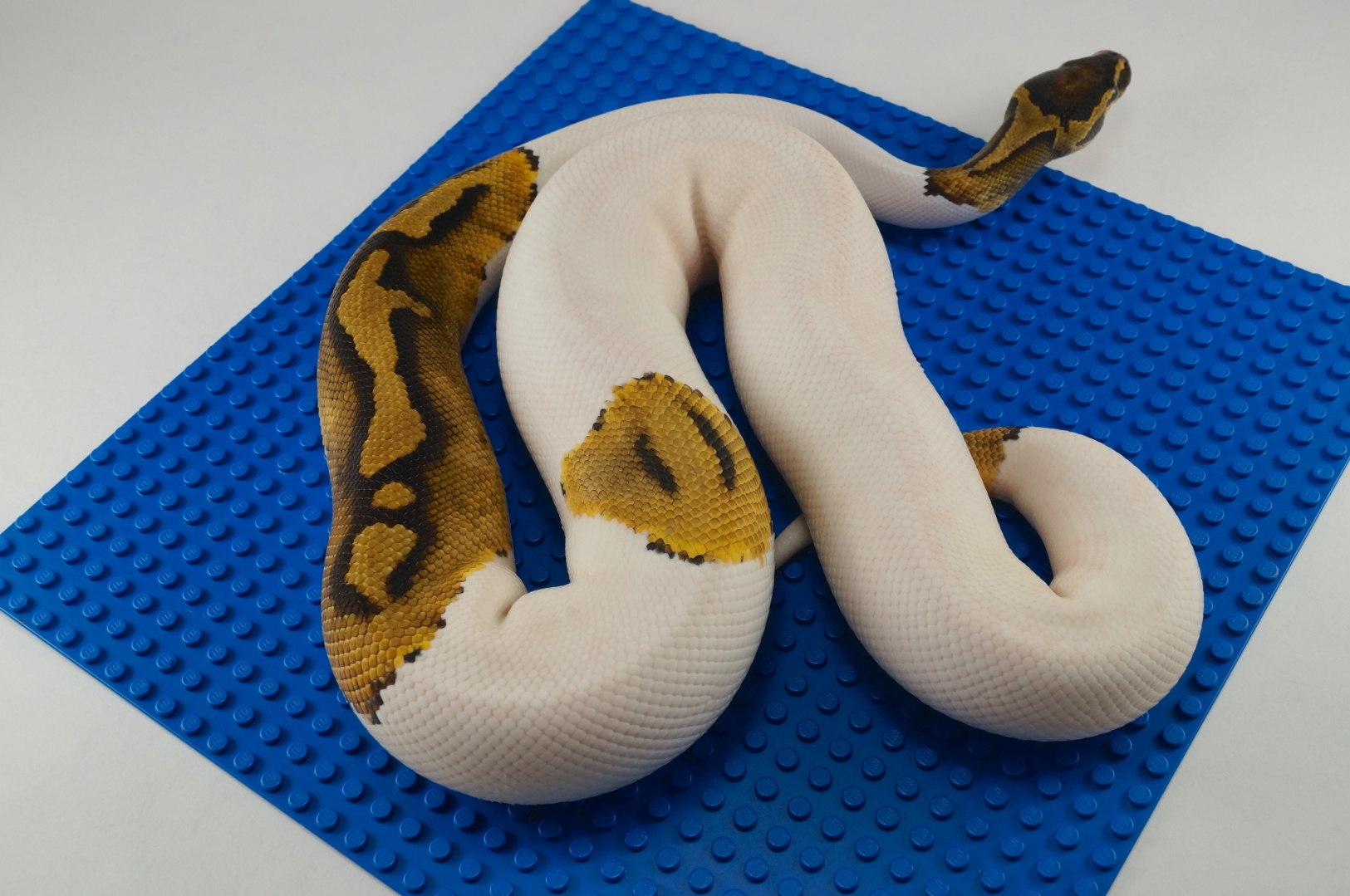 Male Pied