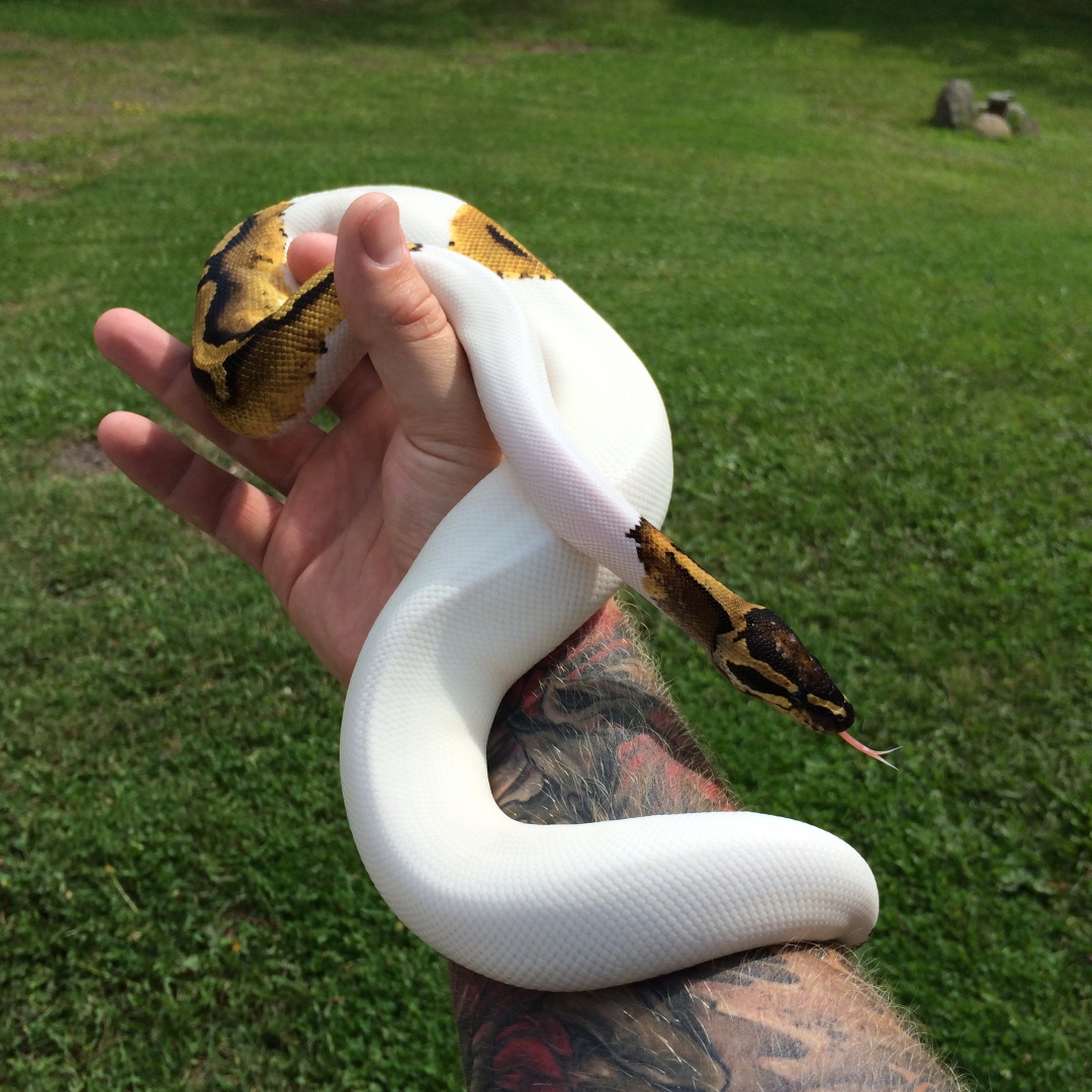 Male Pied