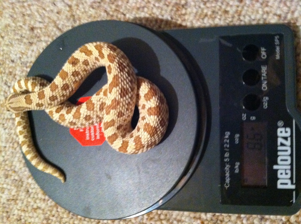 Male Western Hognose Toffee Belly FOR SALE