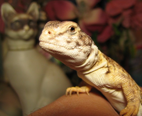 mali uro