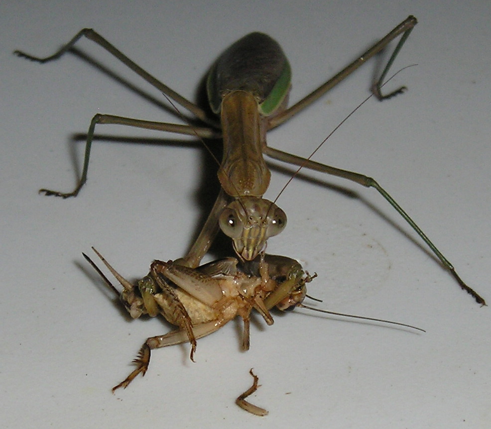 Mantis