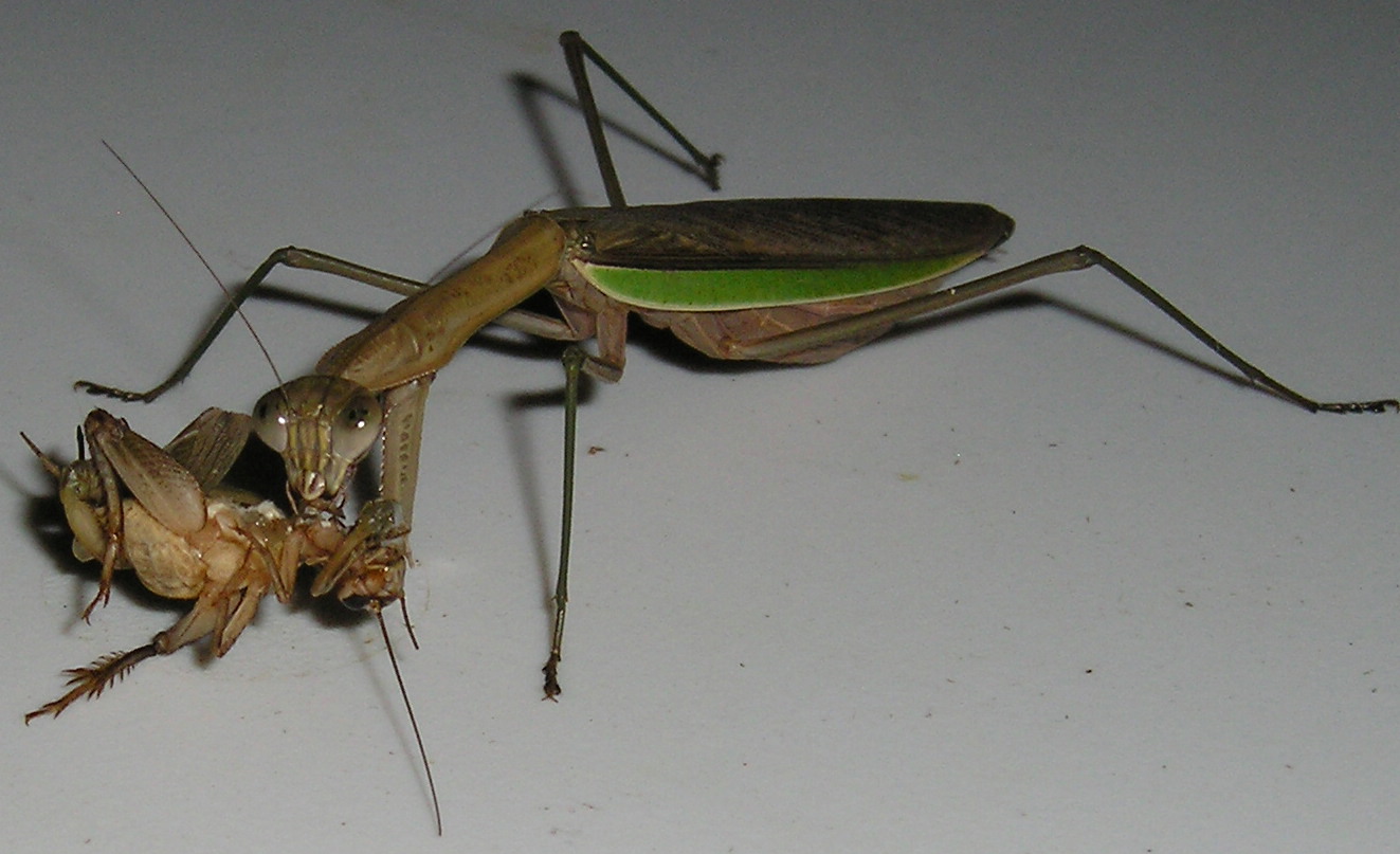 Mantis