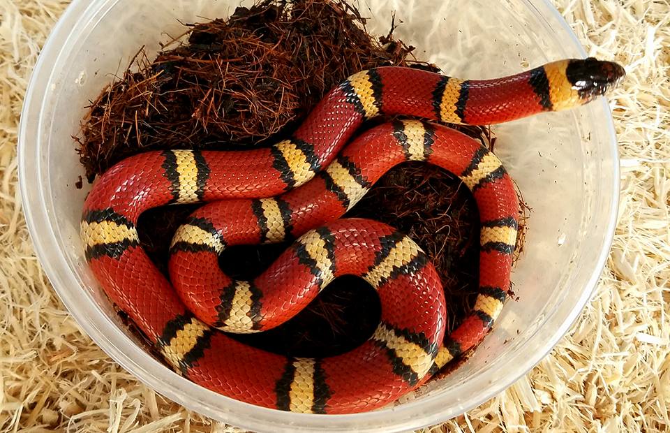 Milksnakes