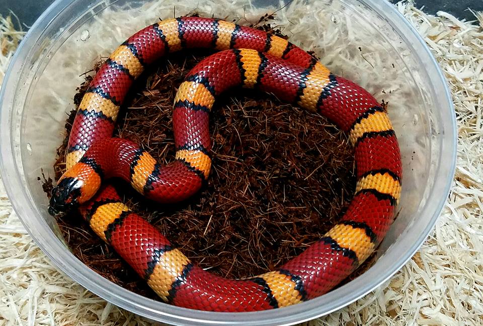 Milksnakes