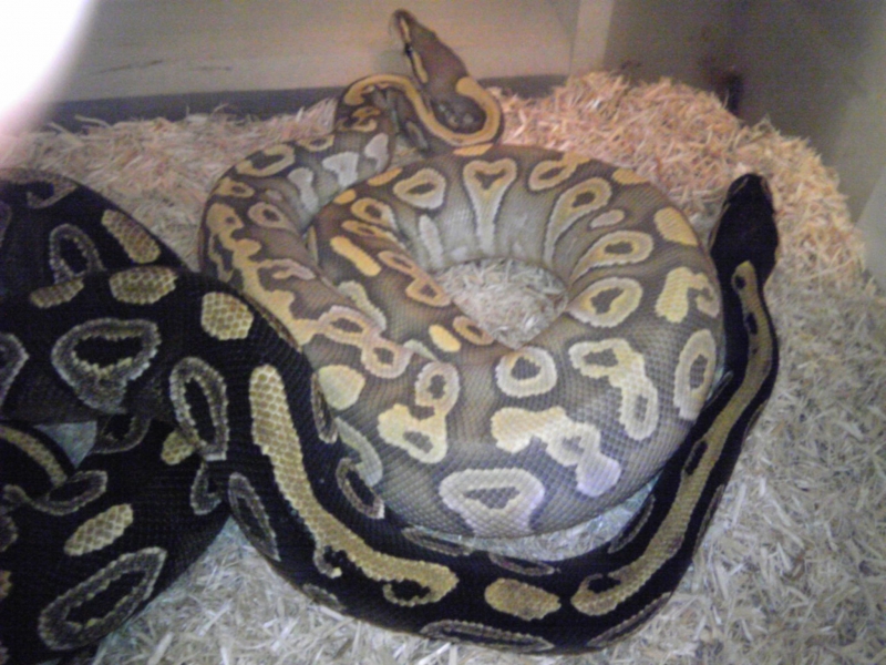 mojave and Hypo mojave