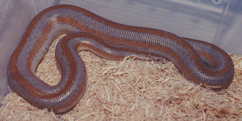 Morongo rosy Boas