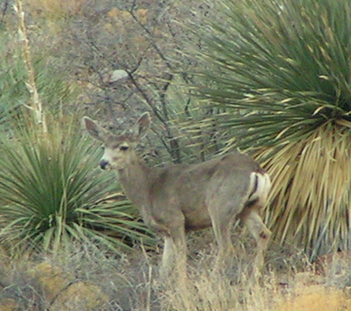 Mule deer