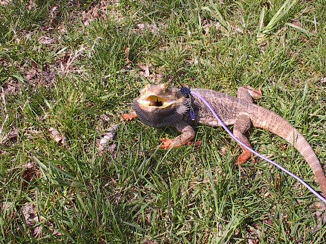 My Beardie
