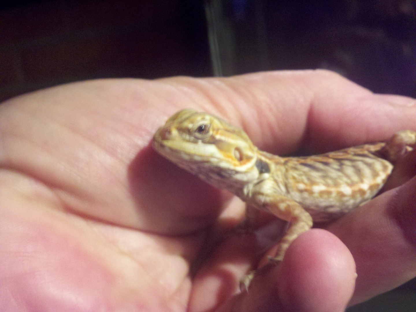 My Beardies