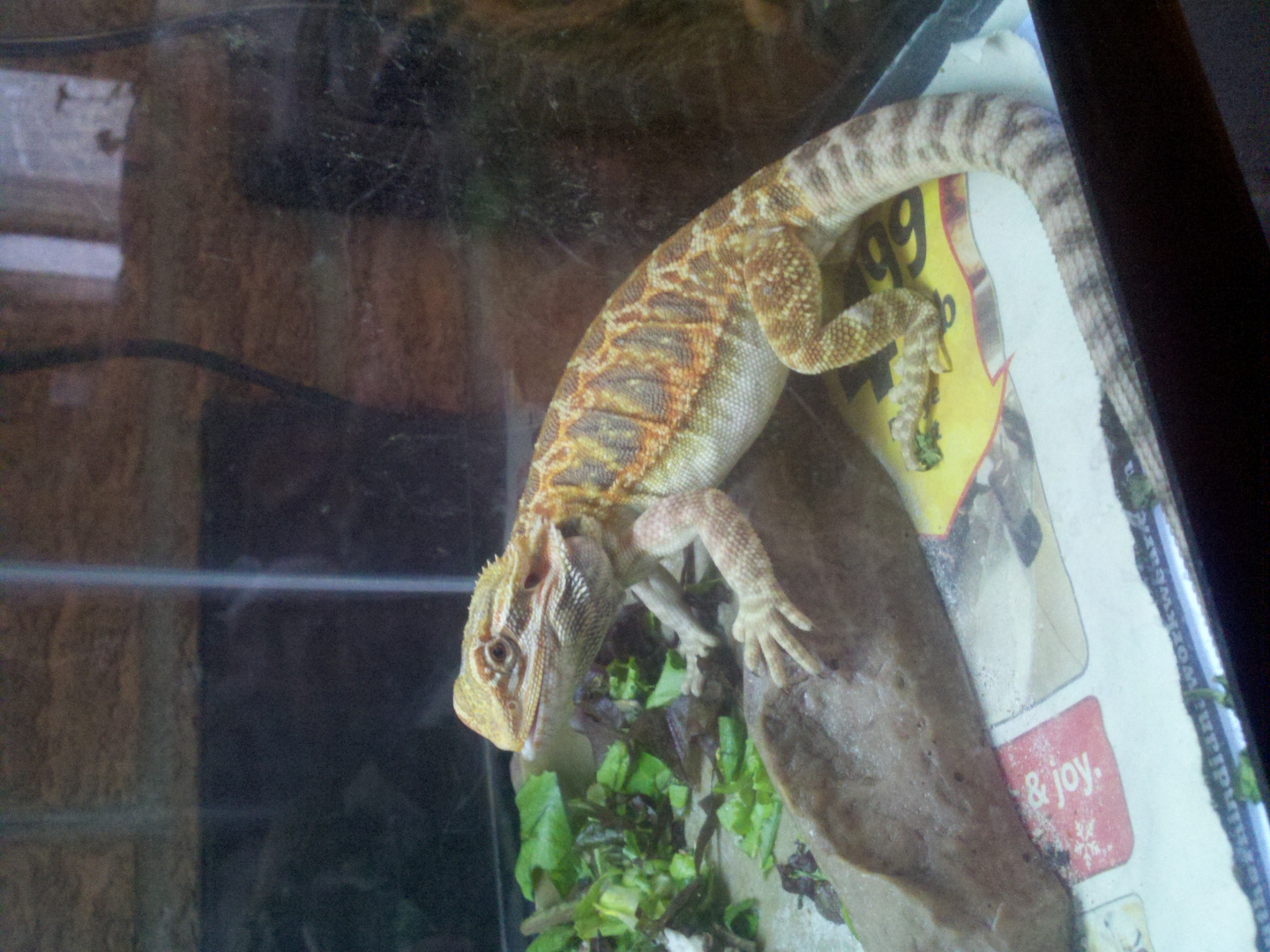 My Beardies