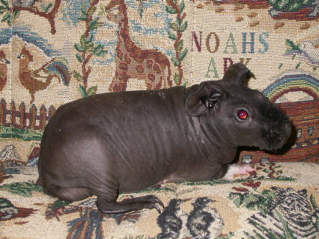 My Evil Piggie