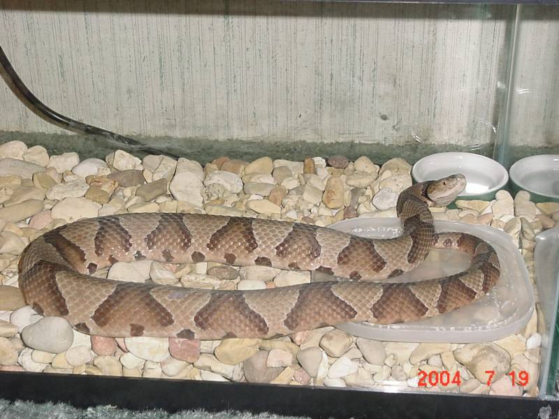 My first Copperhead