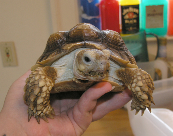 My foster Sulcotta