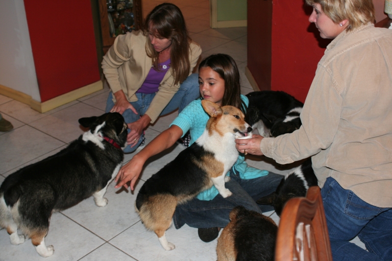 My Pembroke Welsh Corgies Birthday party