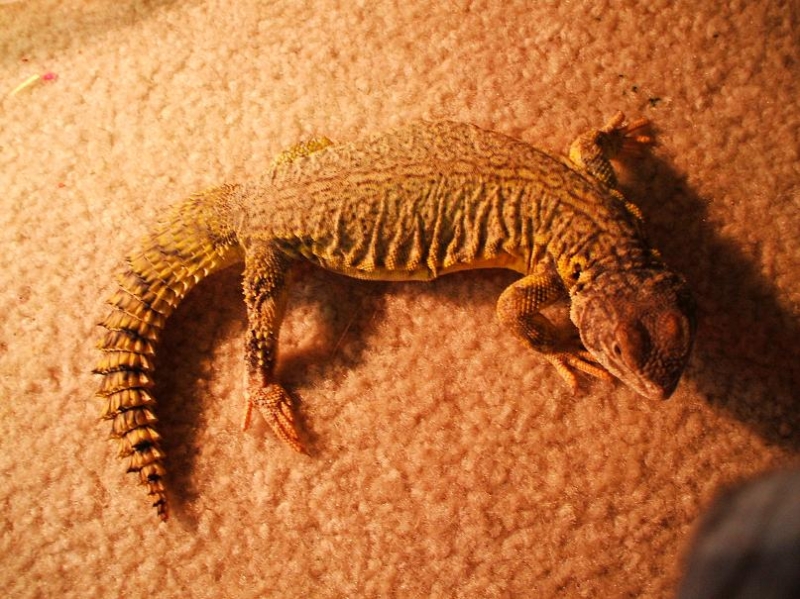 My uro :)