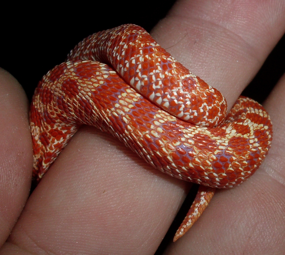 My Western Hognose