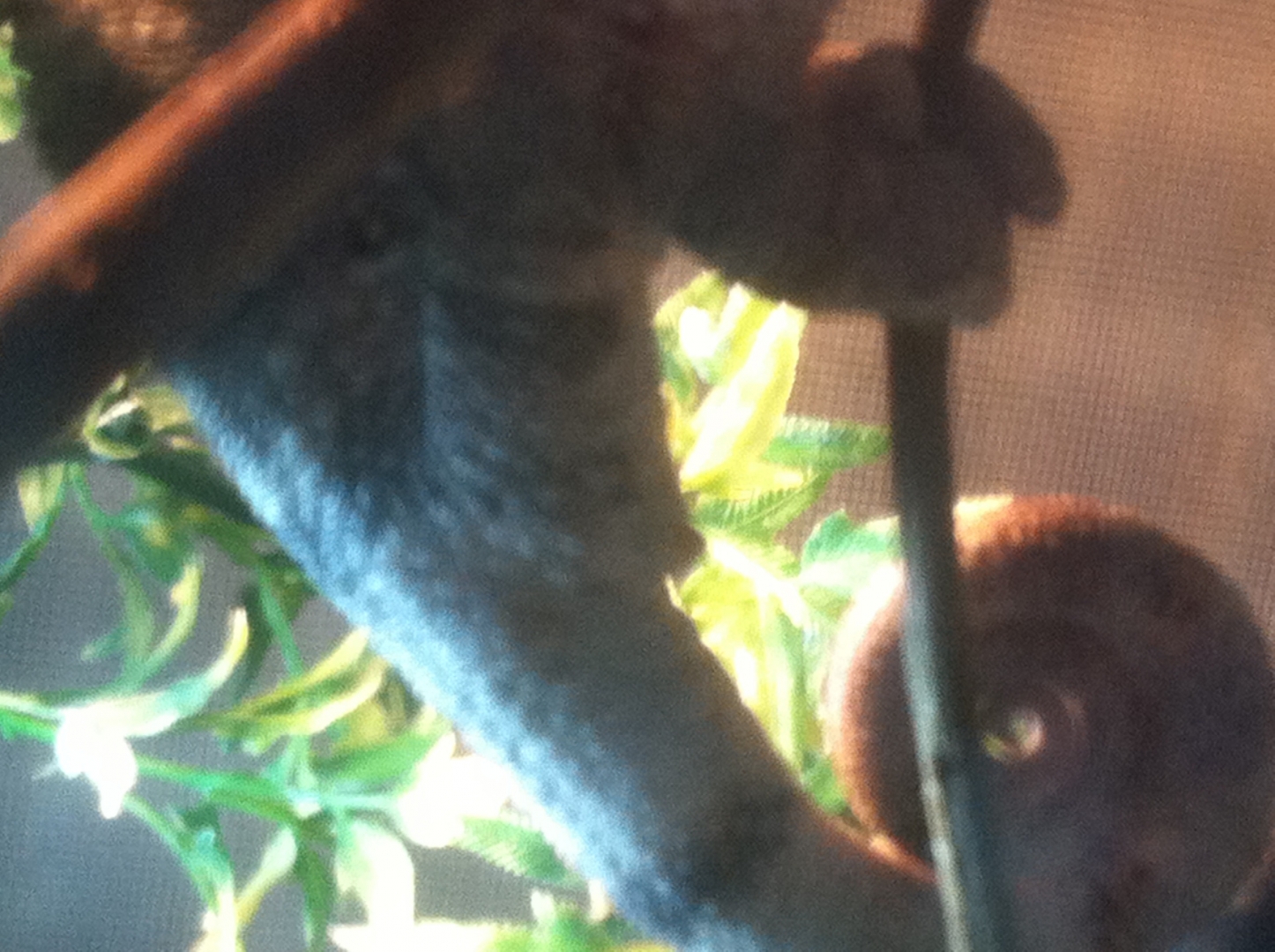 Need to identify male or female ambilobe