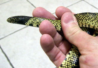 New Mexico Desert Kingsnake