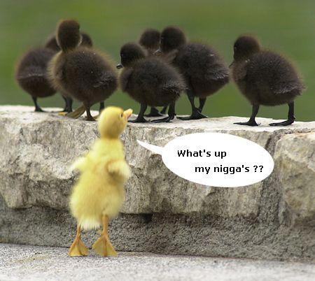 Nigga_CHICKS