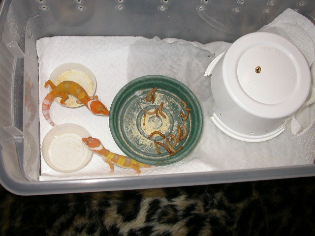 nsrackbox