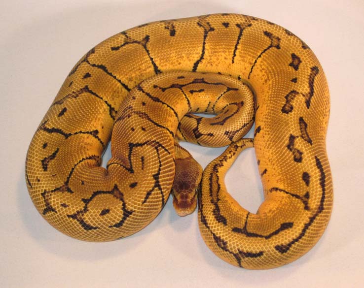 Orange Dream Lemon Blast