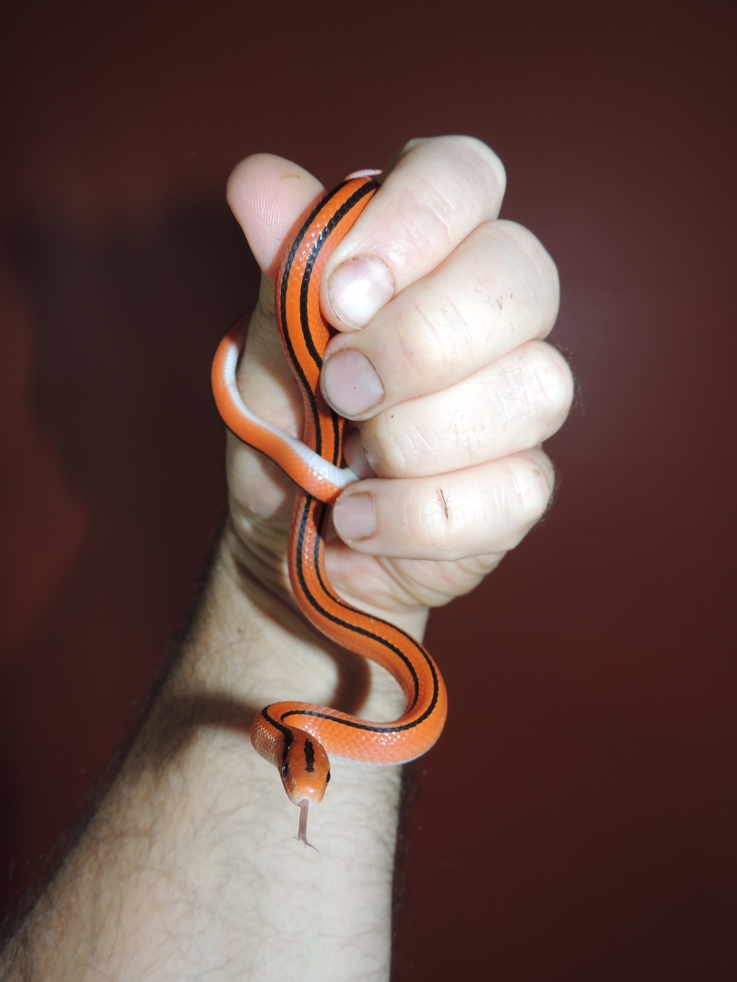 Oreocryptophis porphyraceus coxi