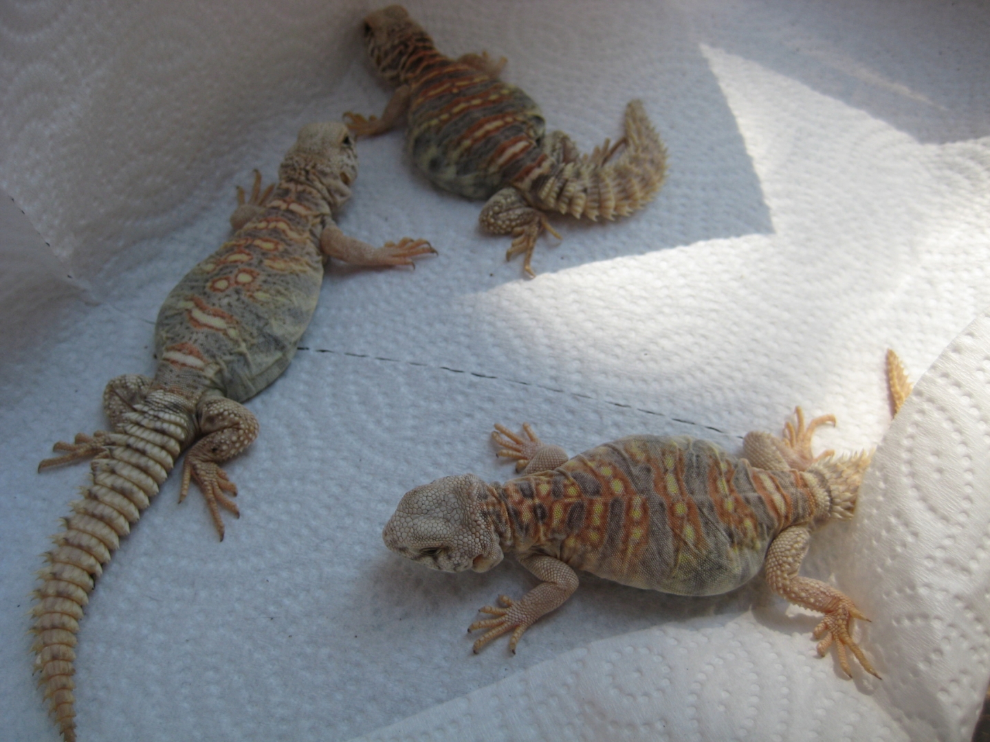 Ornate Uromastyx