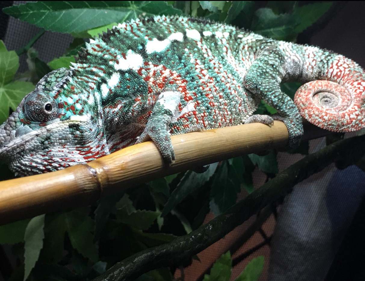 Panther Ambilobe 12 months Panther Chameleon male