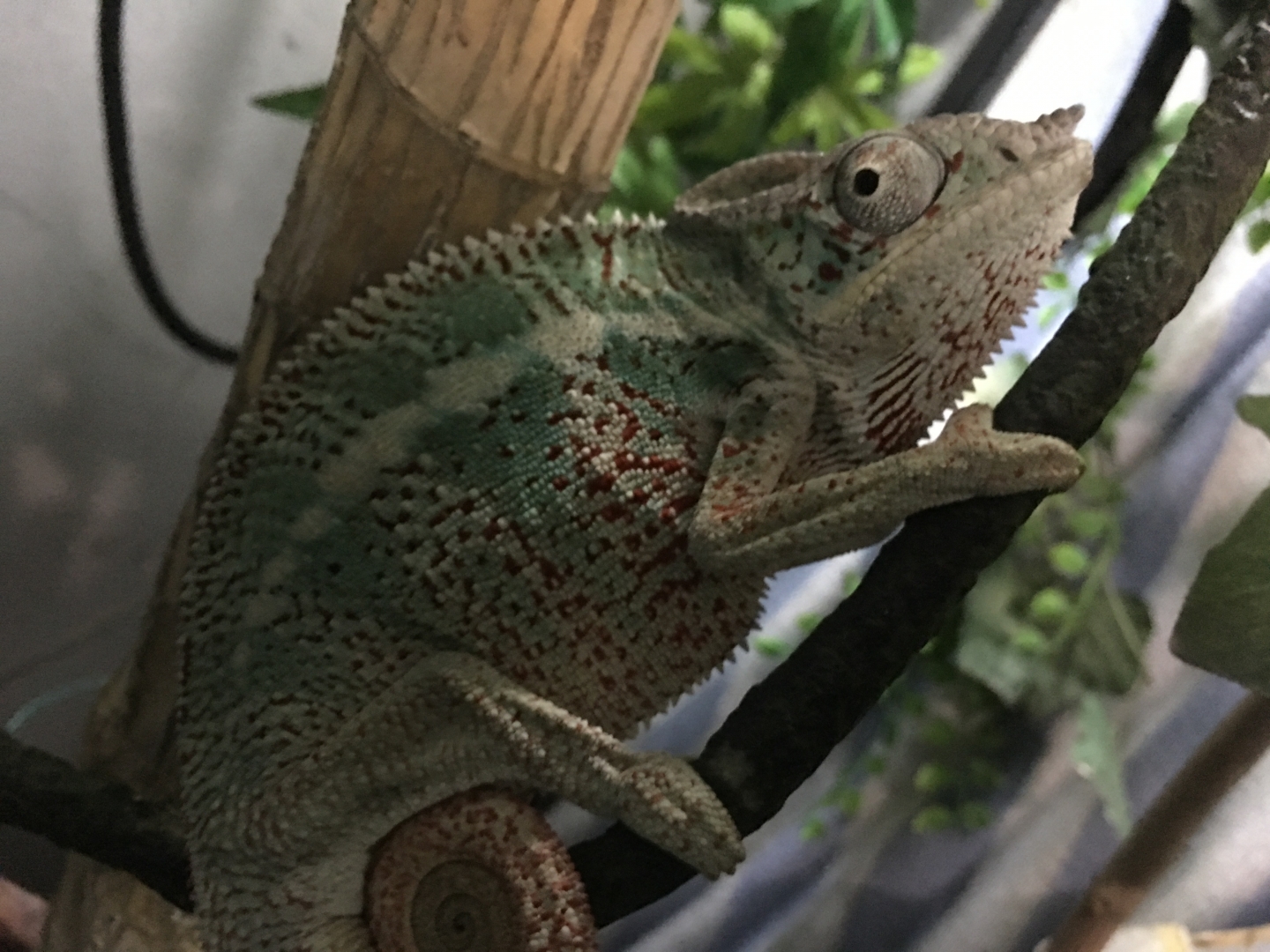 Panther Ambilobe 12 months Panther Chameleon male
