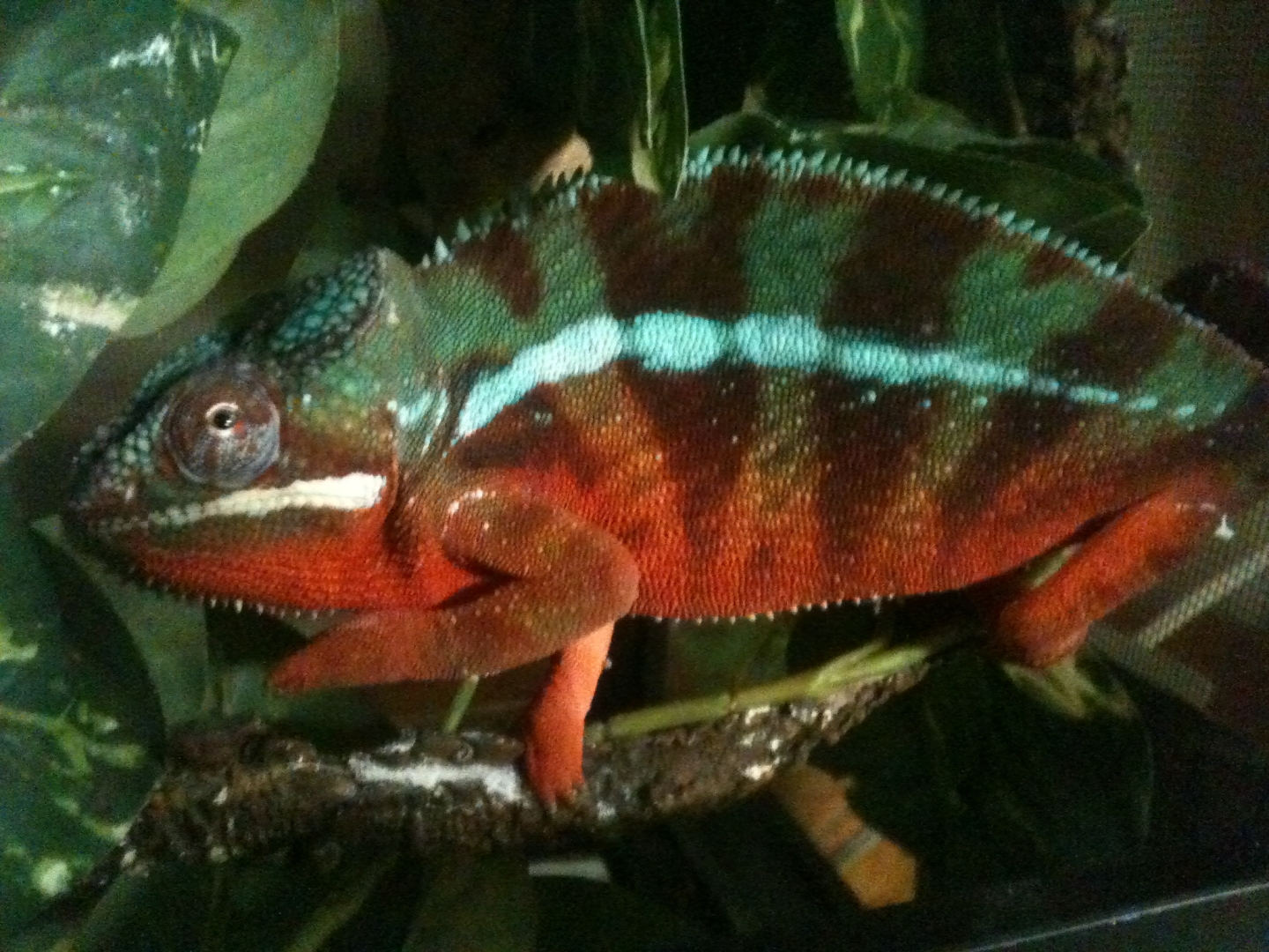 panther cham