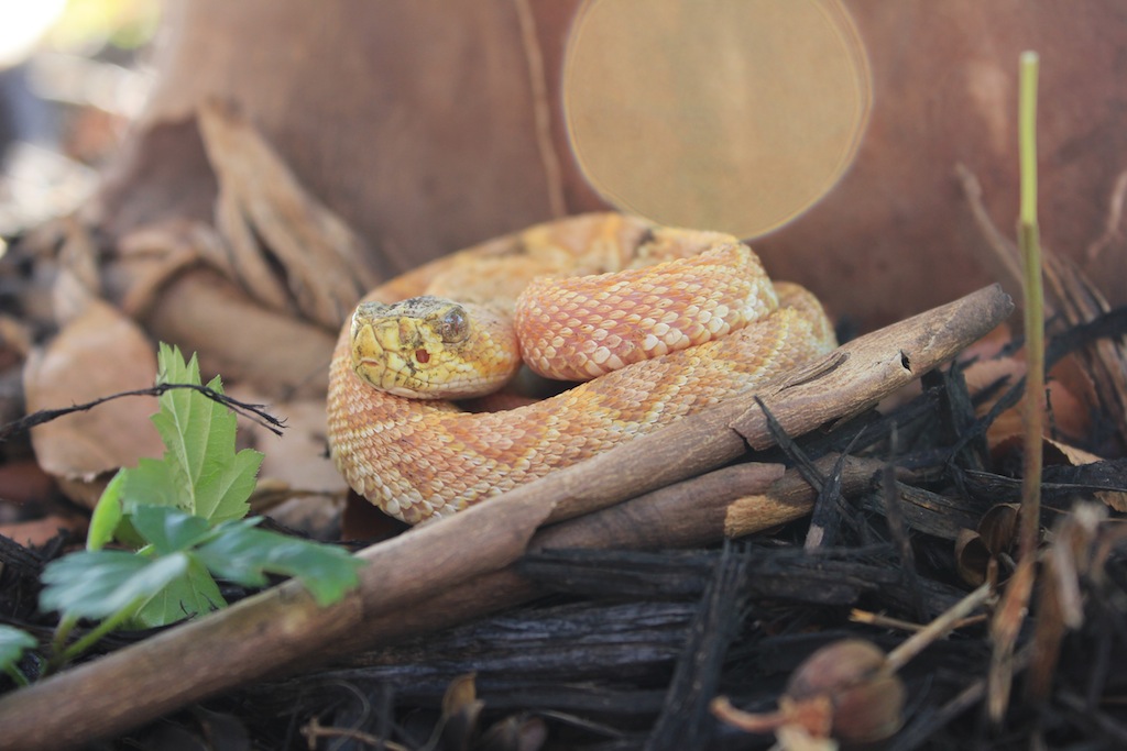 Paradox Albino Eastern Diamondback