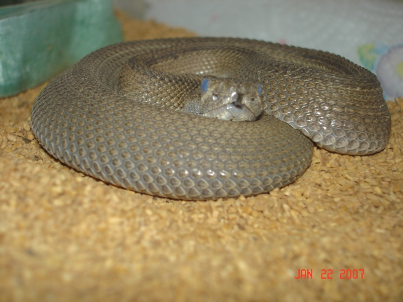 patternless atrox