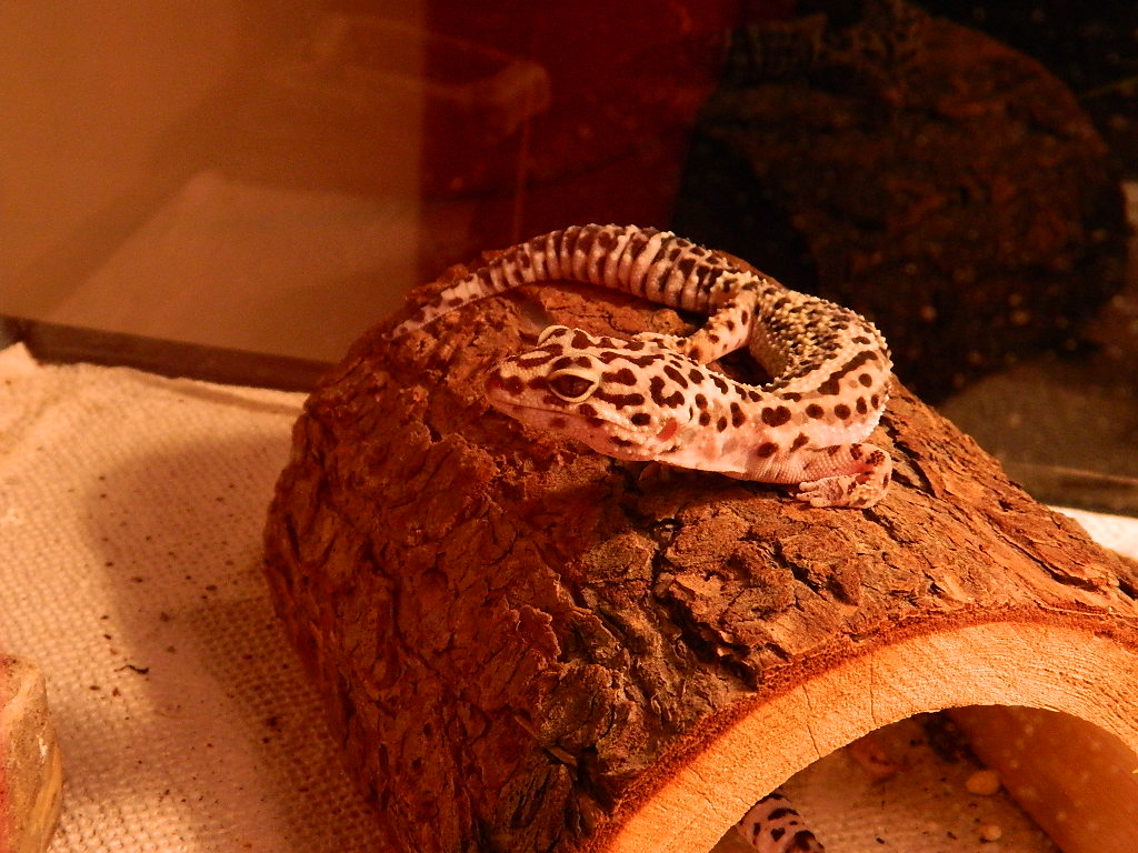 pets_004