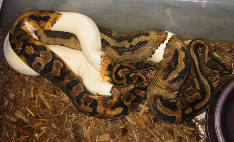 Piebald Lovin
