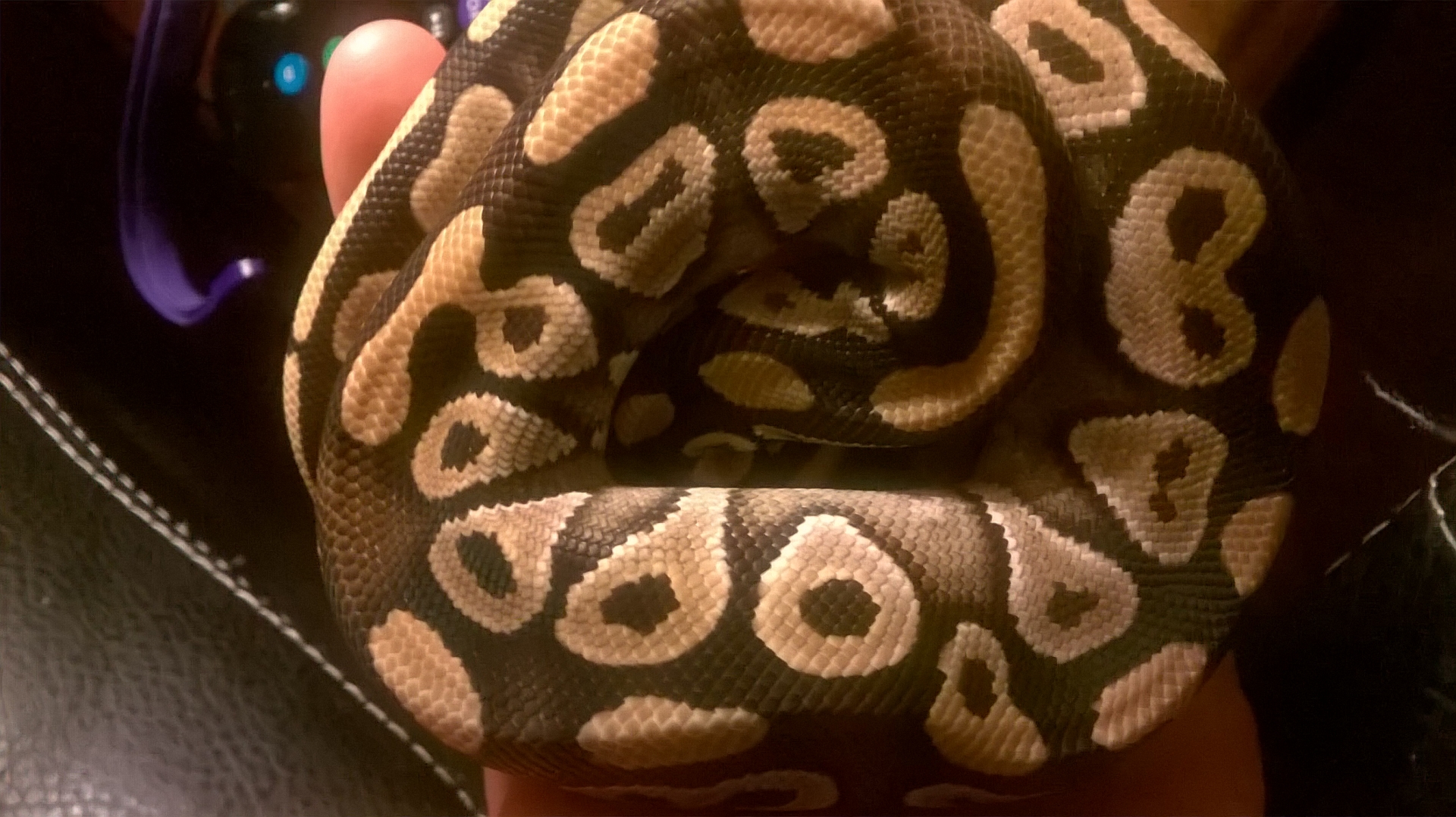 python
