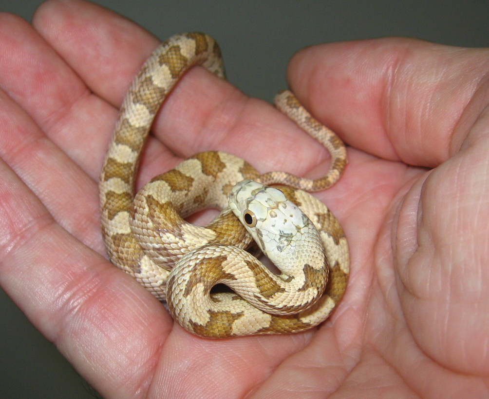 &quot;moonshine&quot; hypo (dark phase)
