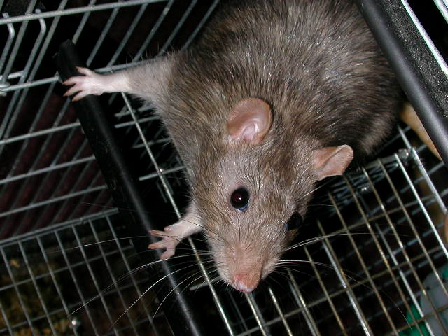 rat