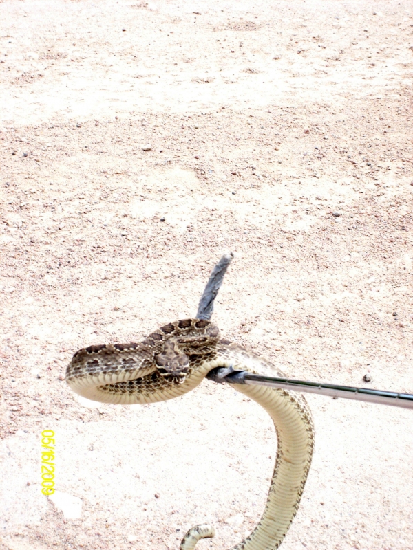 Rattler_with_some_rattles_missing