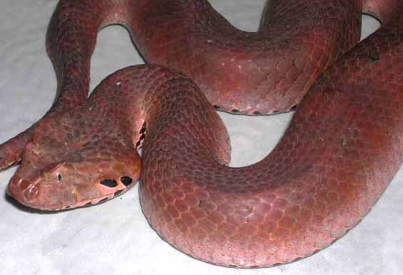 Red Death Adder