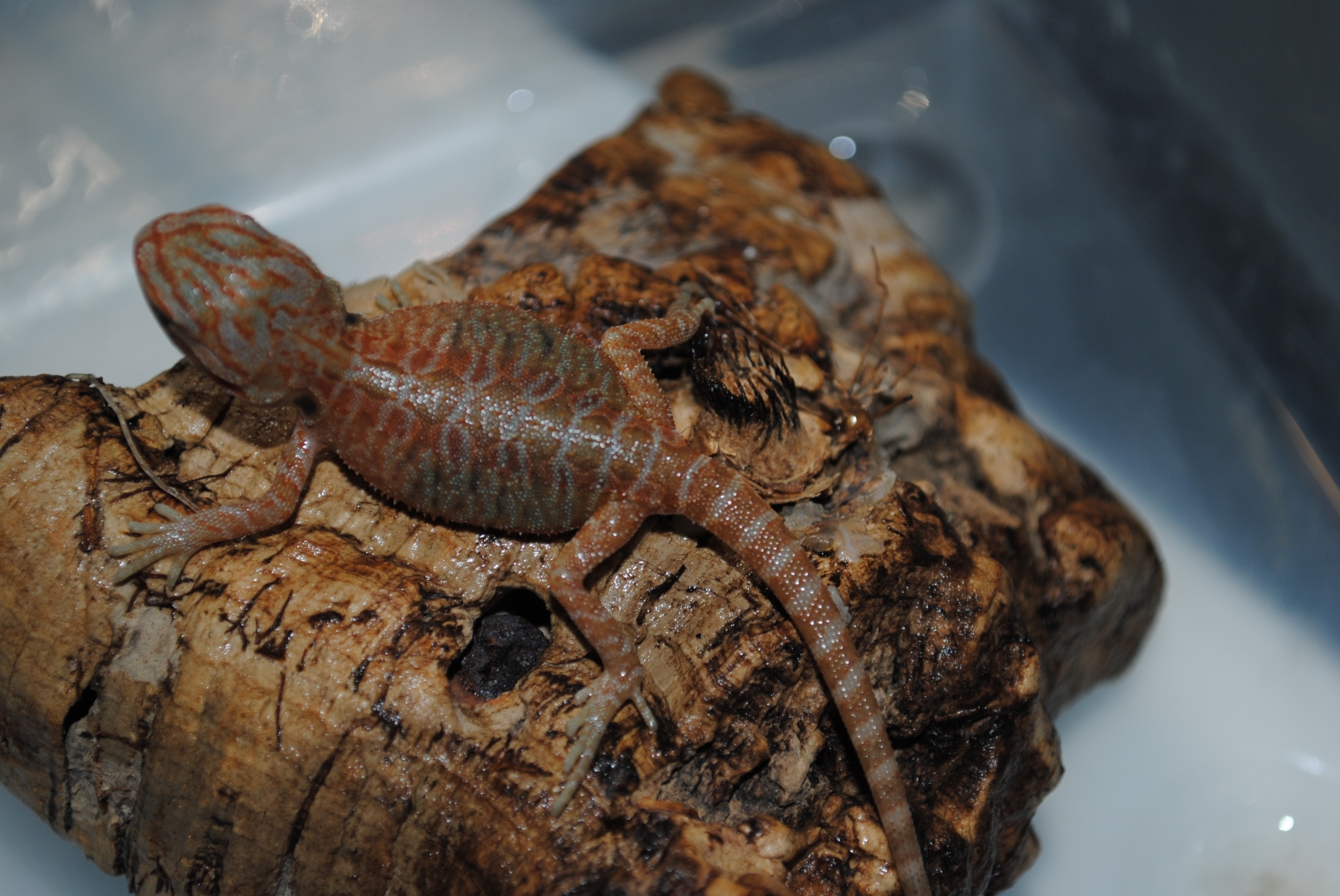 Red Hypo Tranlucent (Super) Leathers &amp;amp; Silkies
