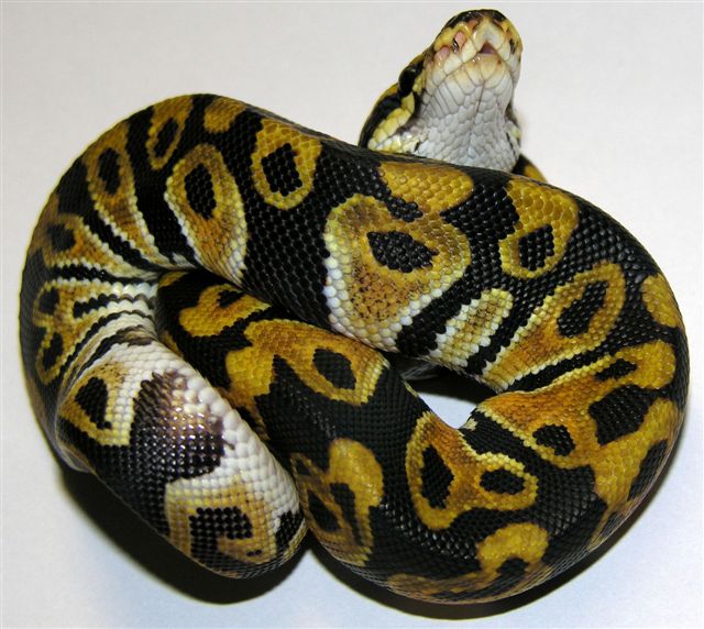 Regular Ball Python, yellow color.