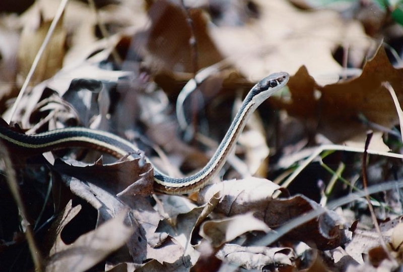 Ribbon Snake