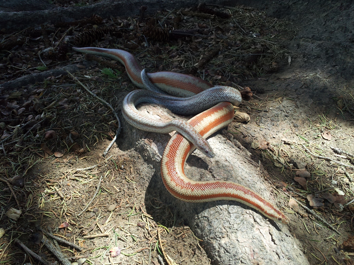 Rosy Boas