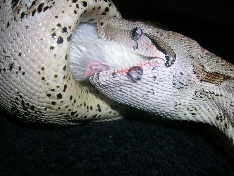 Ruby starting to swallow