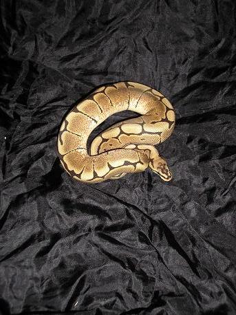 Sam