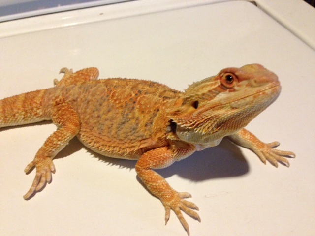 Selling my beardies