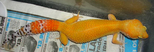 SHTCTB female